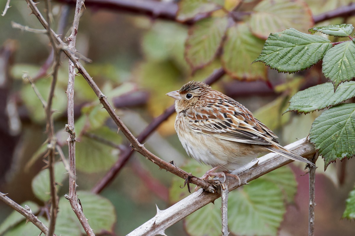 Grasshopper Sparrow - ML627152010