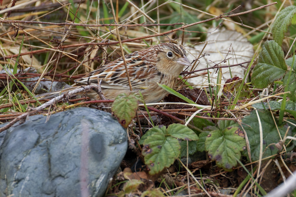 Grasshopper Sparrow - ML627152011