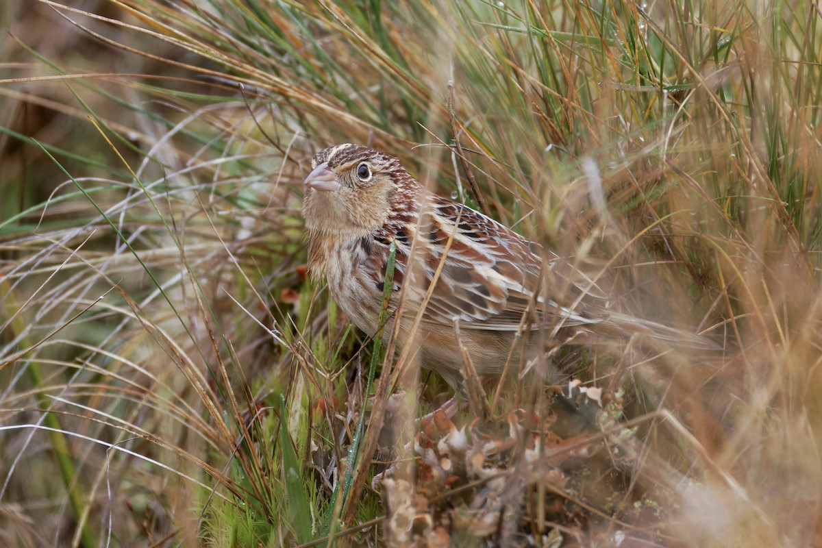 Grasshopper Sparrow - ML627152012