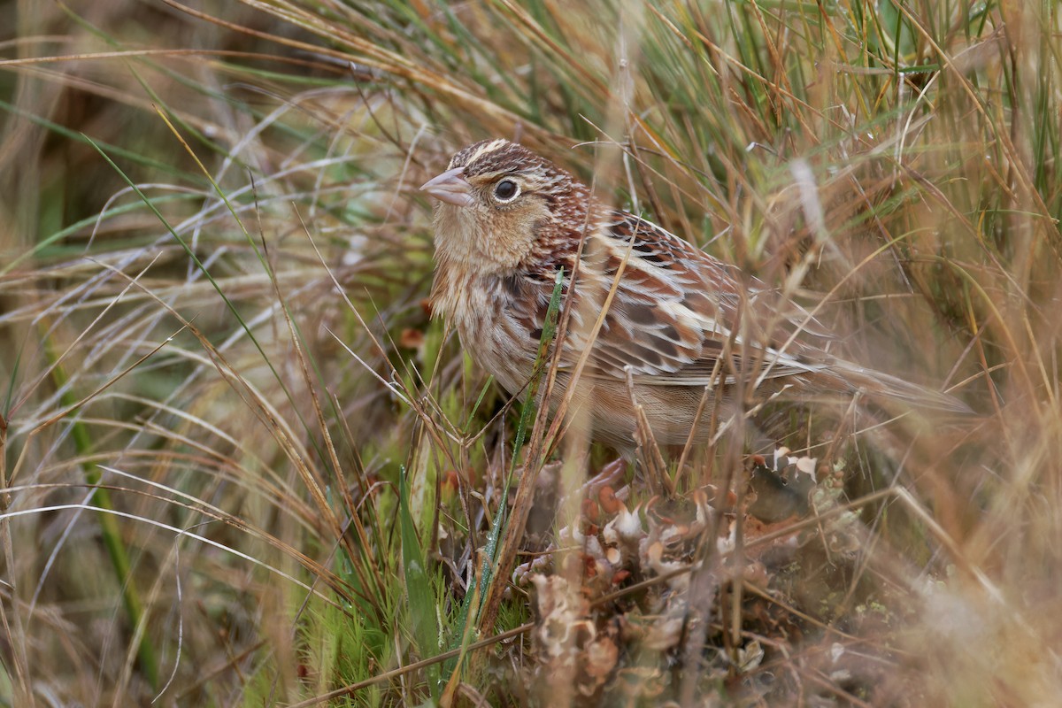 Grasshopper Sparrow - ML627152013