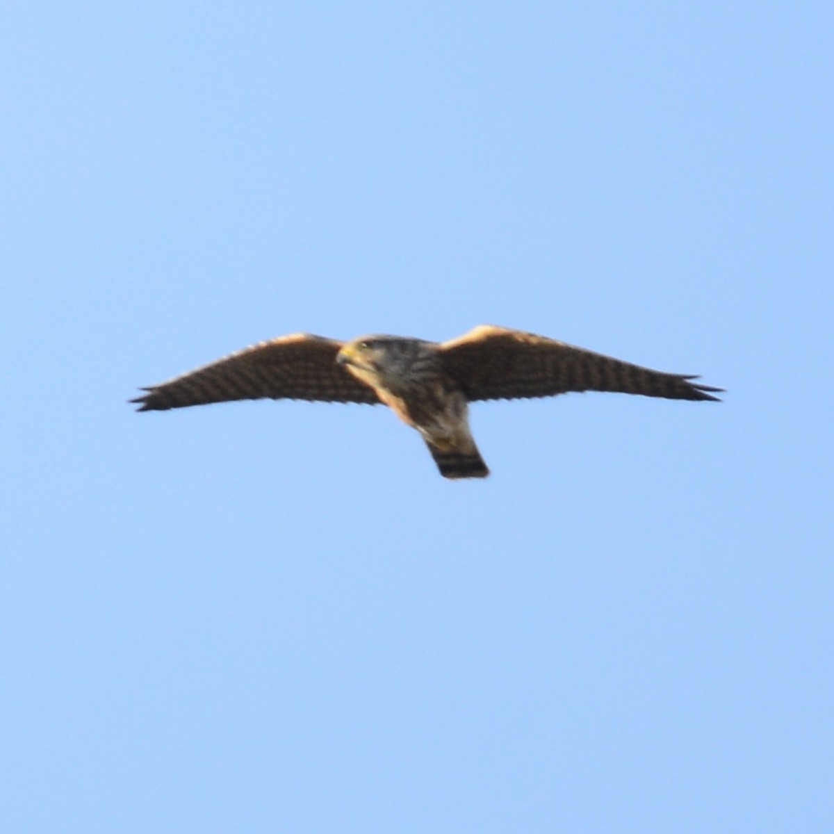 Merlin - ML627152023