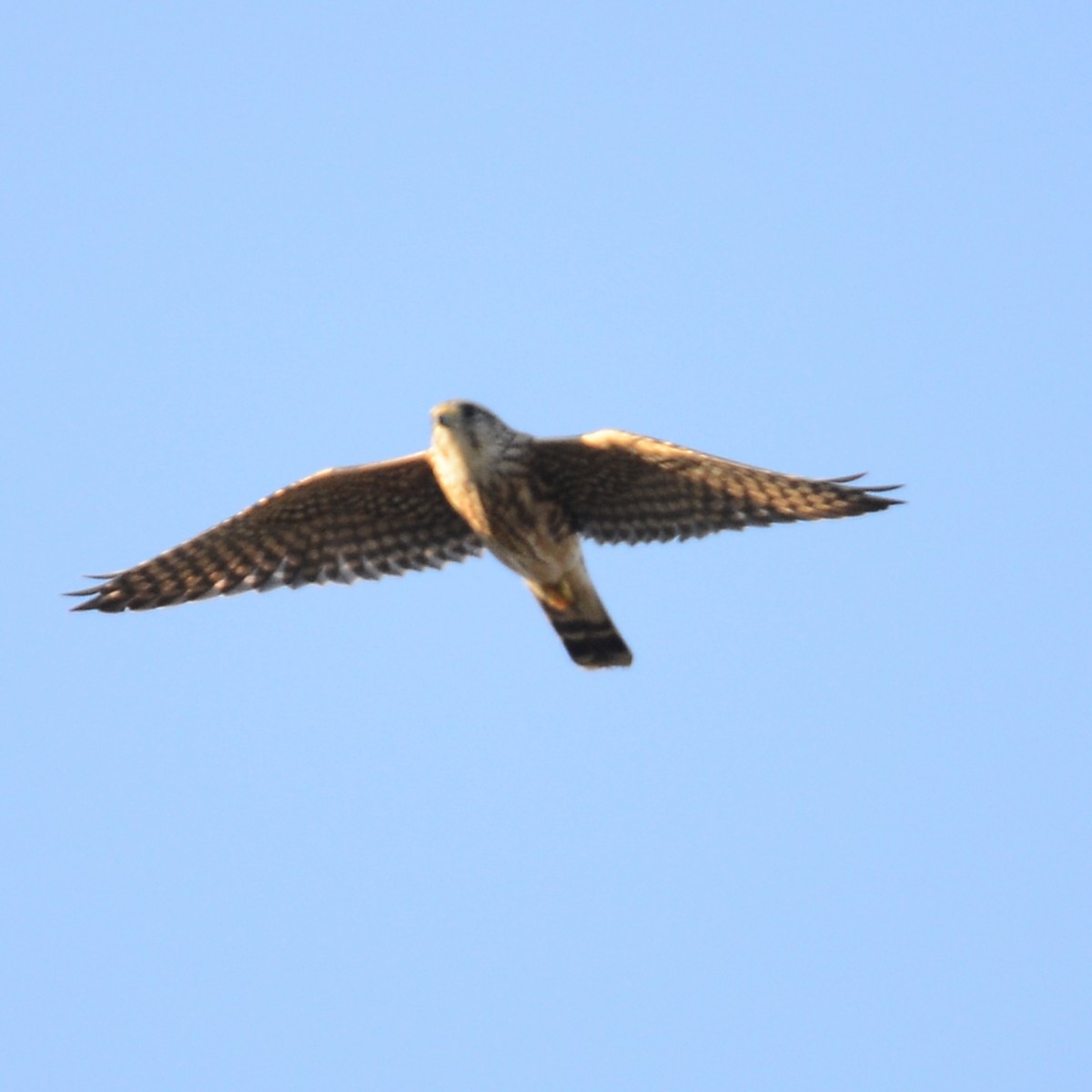 Merlin - ML627152024
