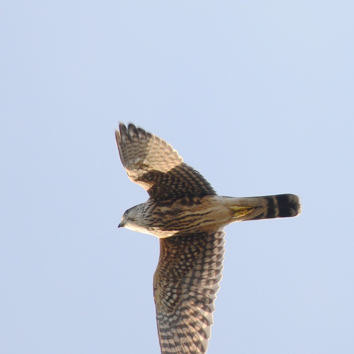 Merlin - ML627152025