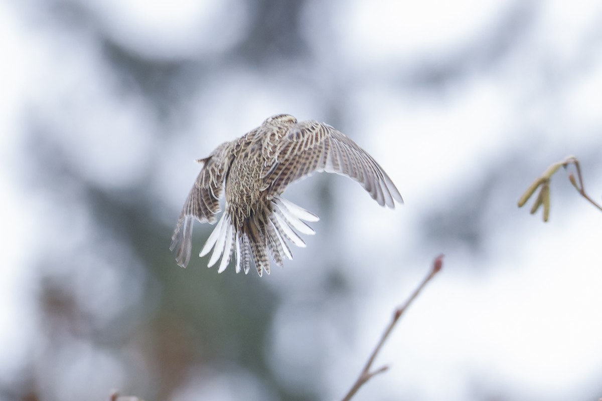 Western Meadowlark - ML627152036