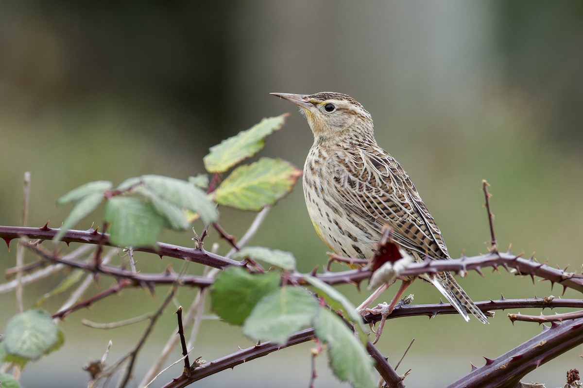 Western Meadowlark - ML627152037