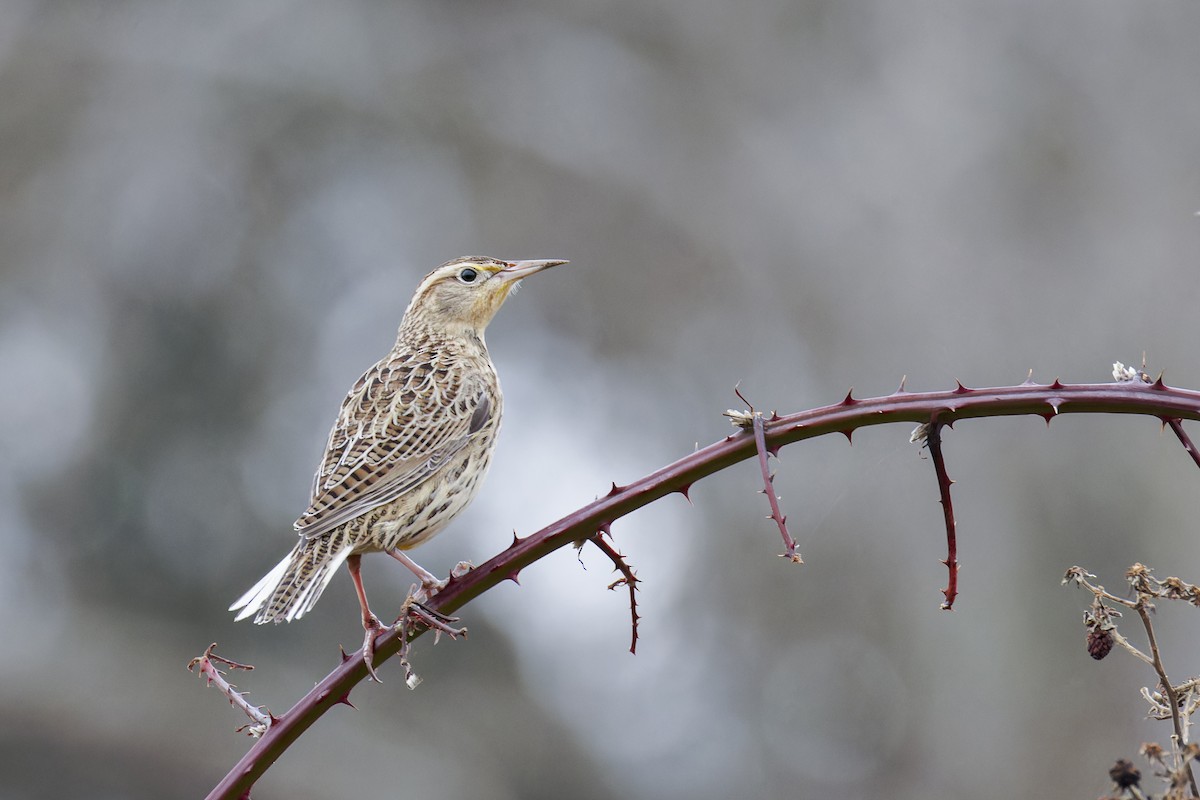 Western Meadowlark - ML627152038