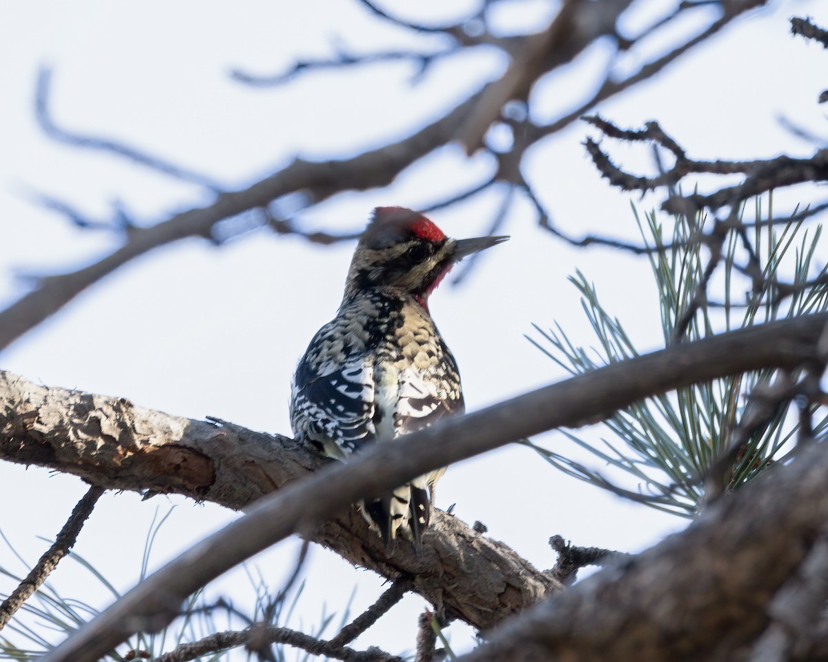 Yellow-bellied Sapsucker - ML627152137