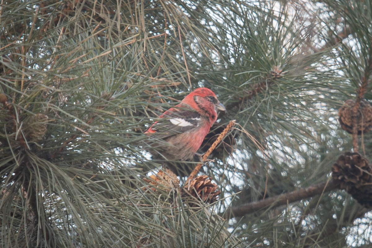 Mokoker hegalzuria - ML627152193