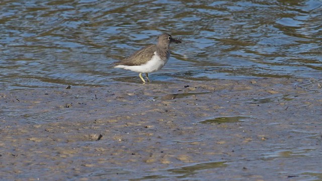 Solitary Sandpiper - ML627152243