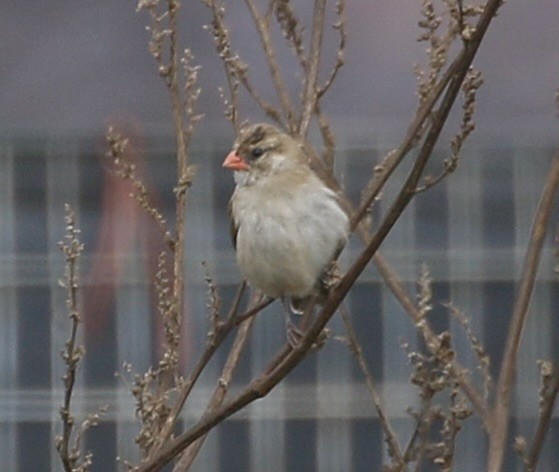 Pin-tailed Whydah - ML627152943