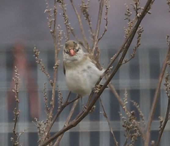 Pin-tailed Whydah - ML627152944