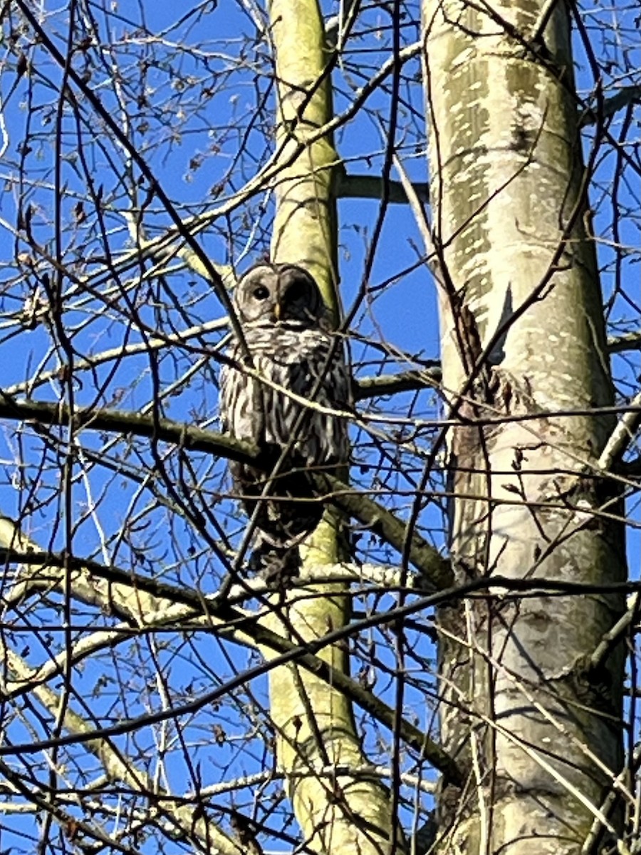 Barred Owl - ML627153049