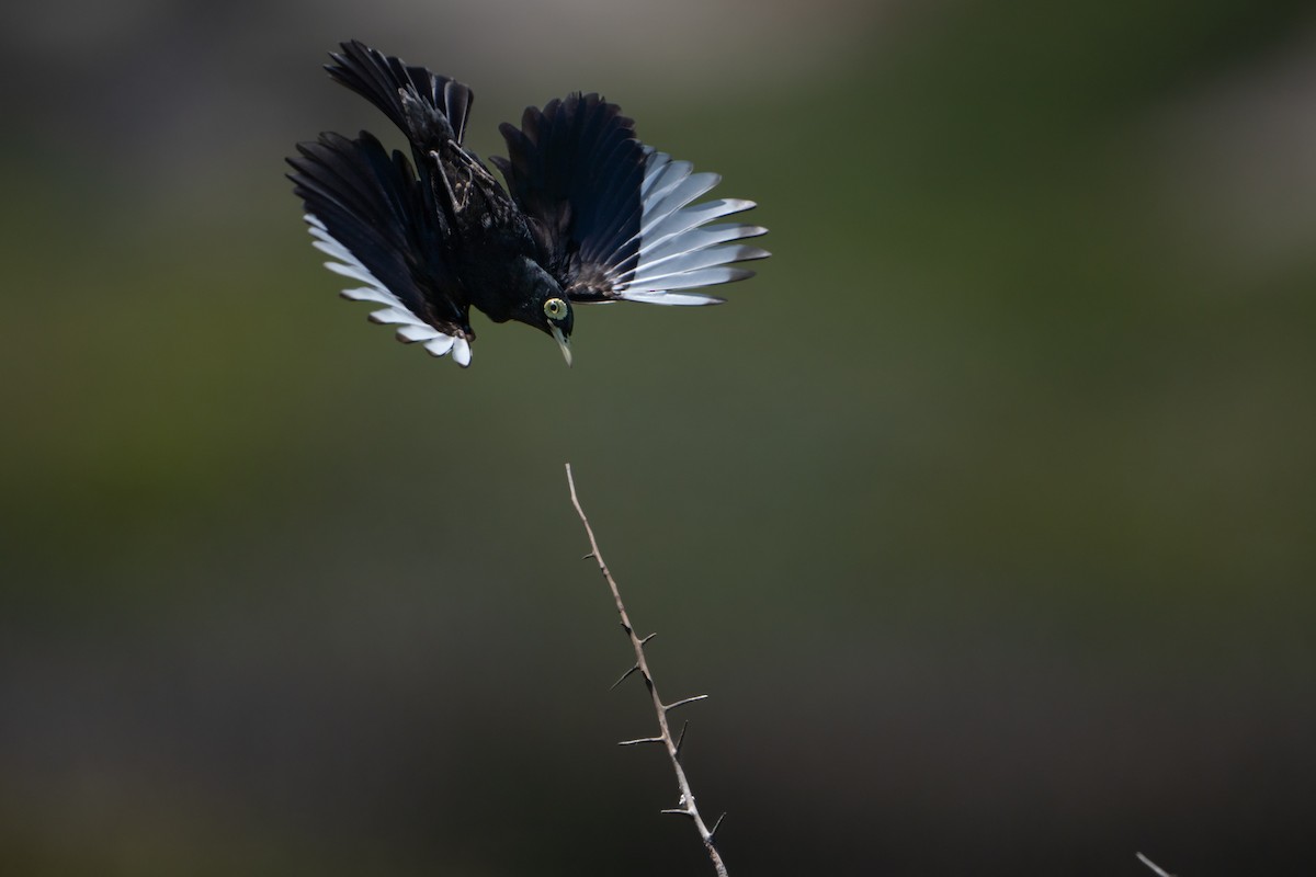 Spectacled Tyrant - ML627153072