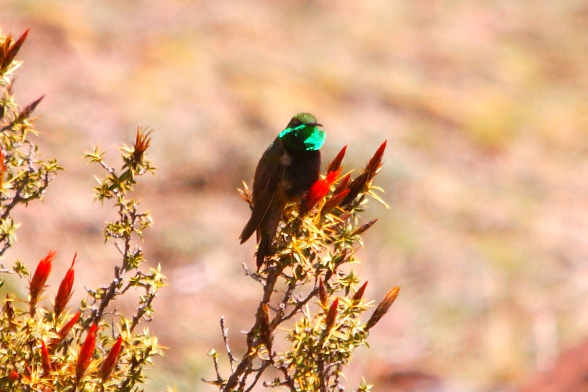 Black-breasted Hillstar - ML627153133