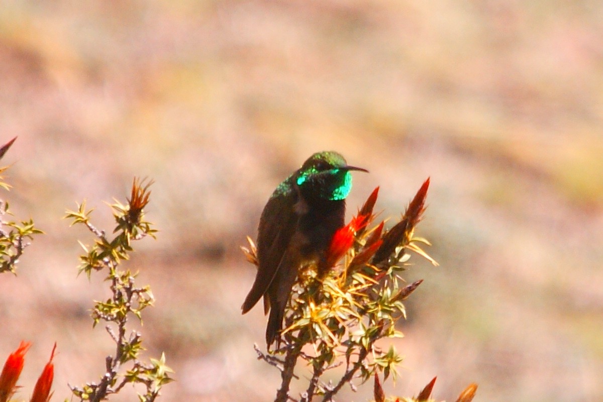 Black-breasted Hillstar - ML627153139