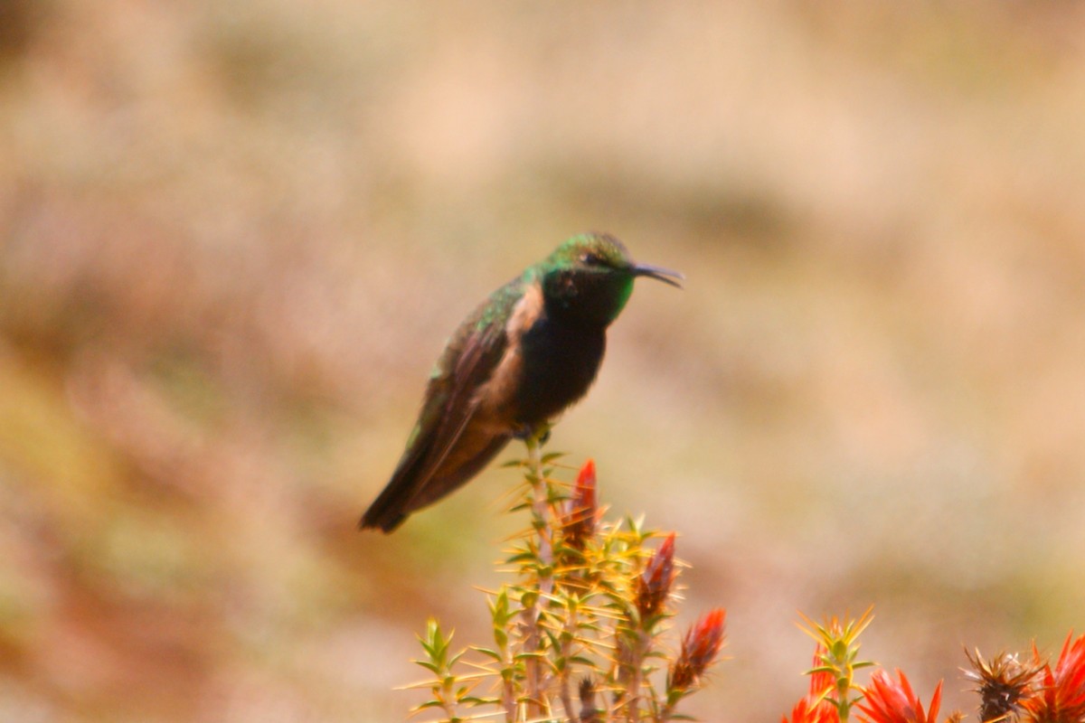 Black-breasted Hillstar - ML627153167