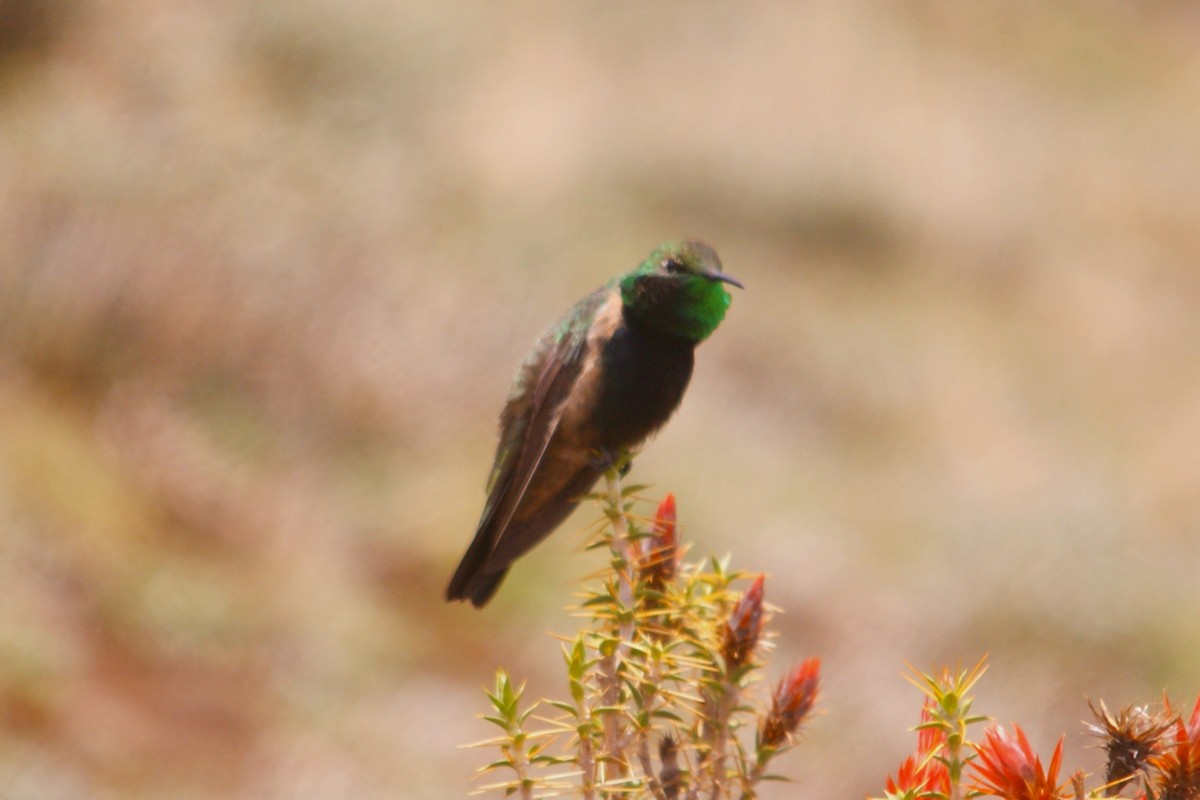 Black-breasted Hillstar - ML627153168