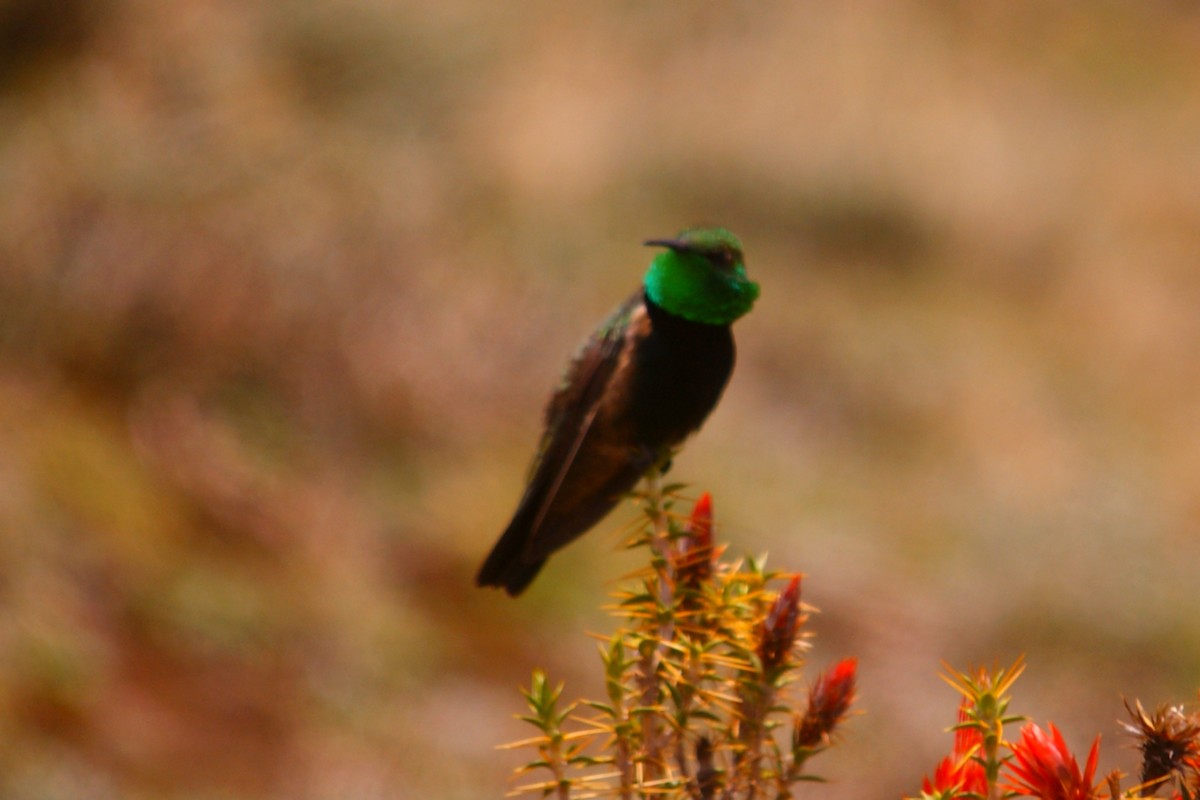 Black-breasted Hillstar - ML627153178