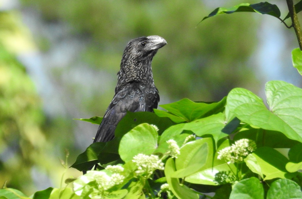 Smooth-billed Ani - ML627153303