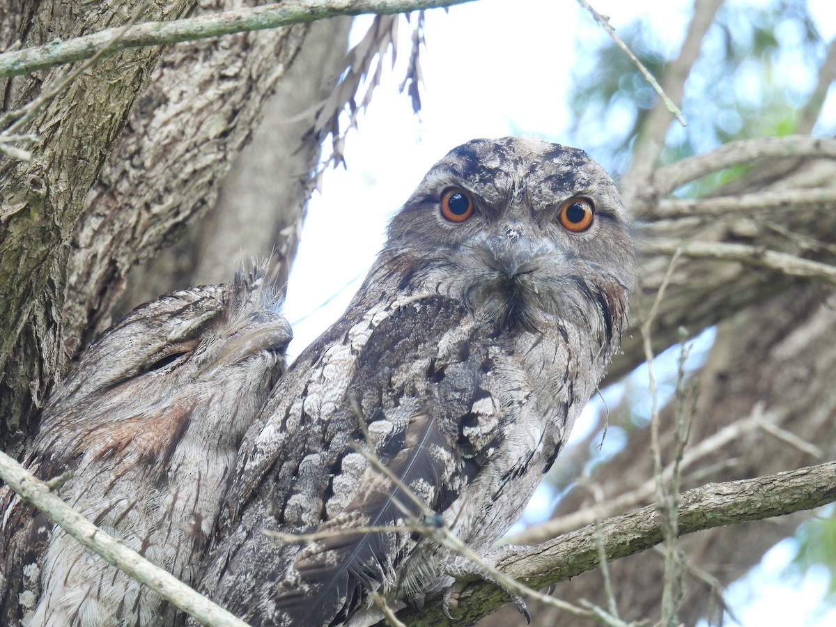 Tawny Frogmouth - ML627153307