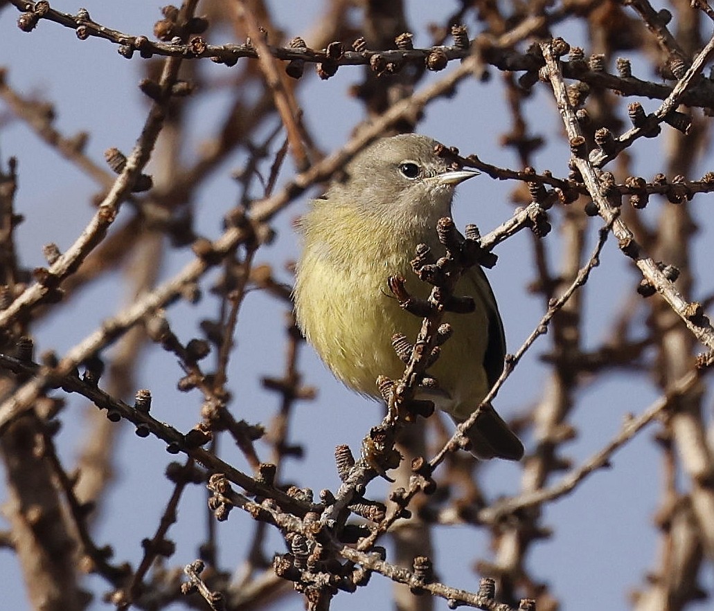 Orange-crowned Warbler - ML627153327