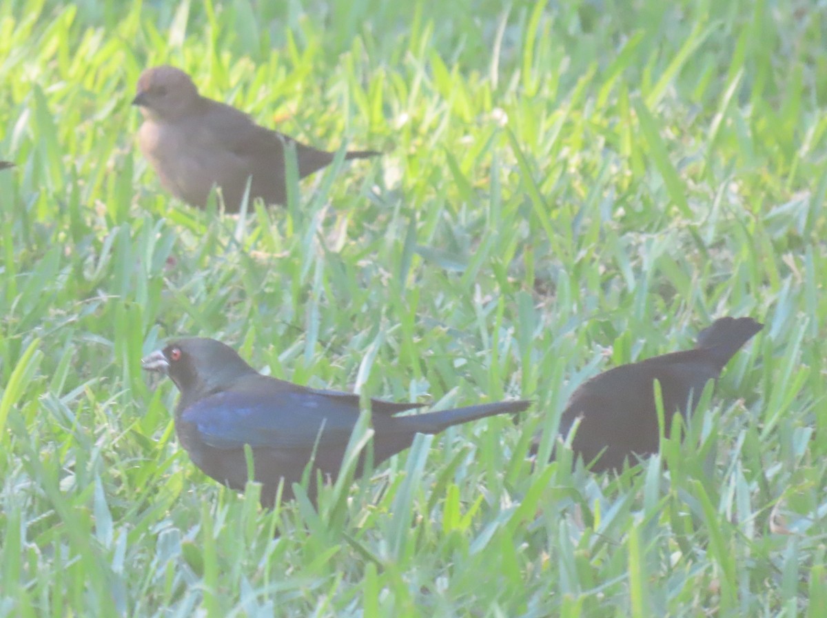 Tordo Ojirrojo - ML627153360