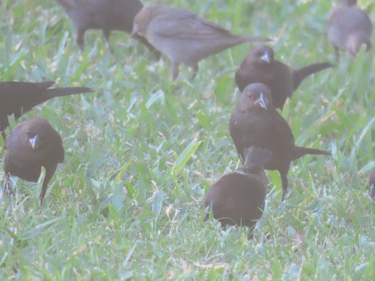 Tordo Ojirrojo - ML627153368