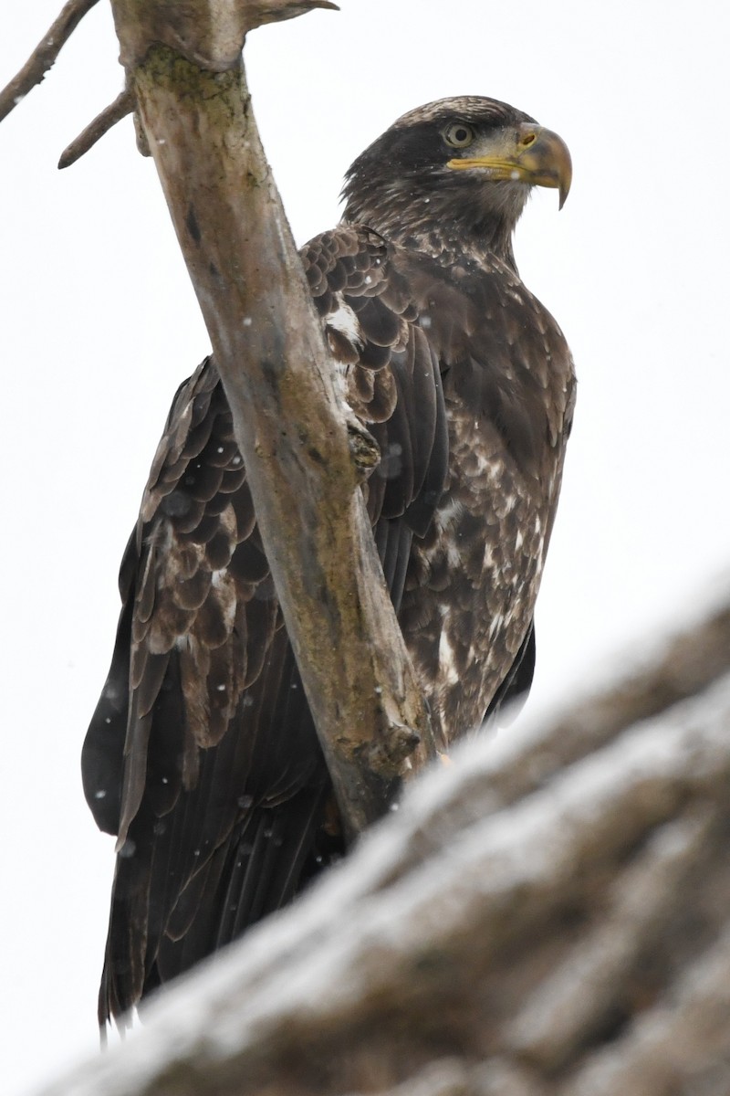Bald Eagle - ML627153372