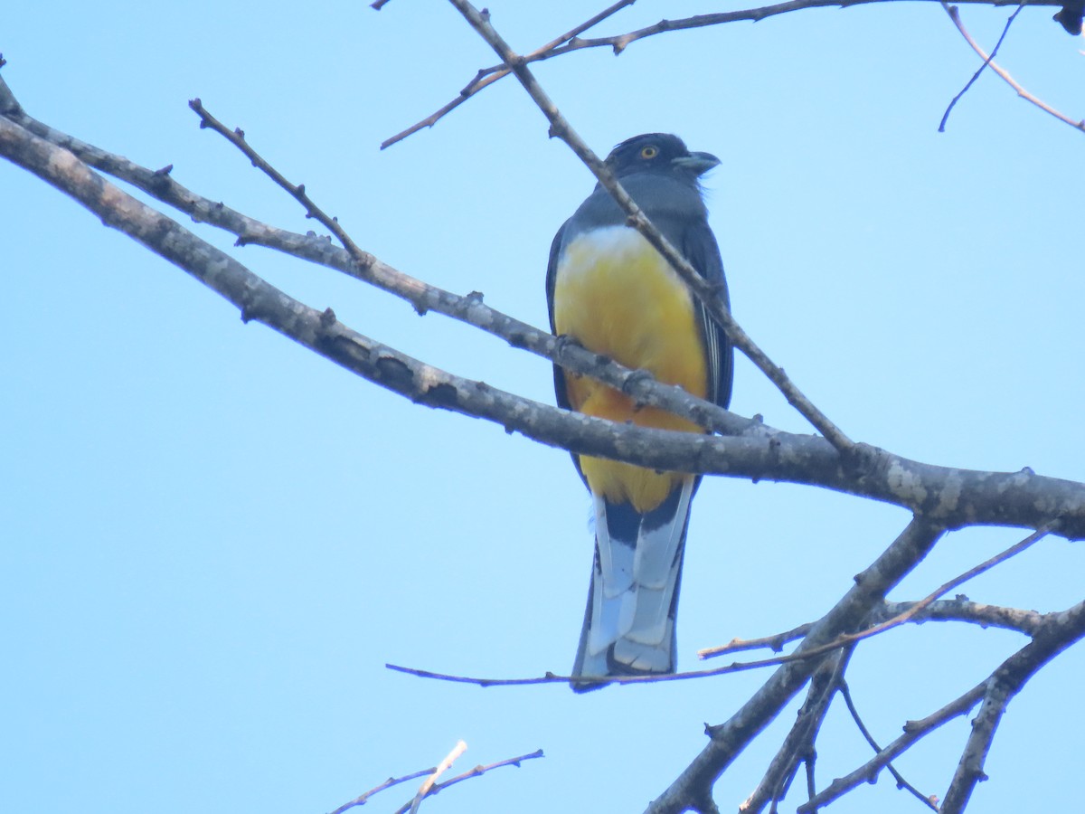 Trogón Citrino - ML627153378