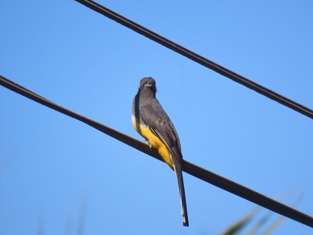 Trogón Citrino - ML627153379