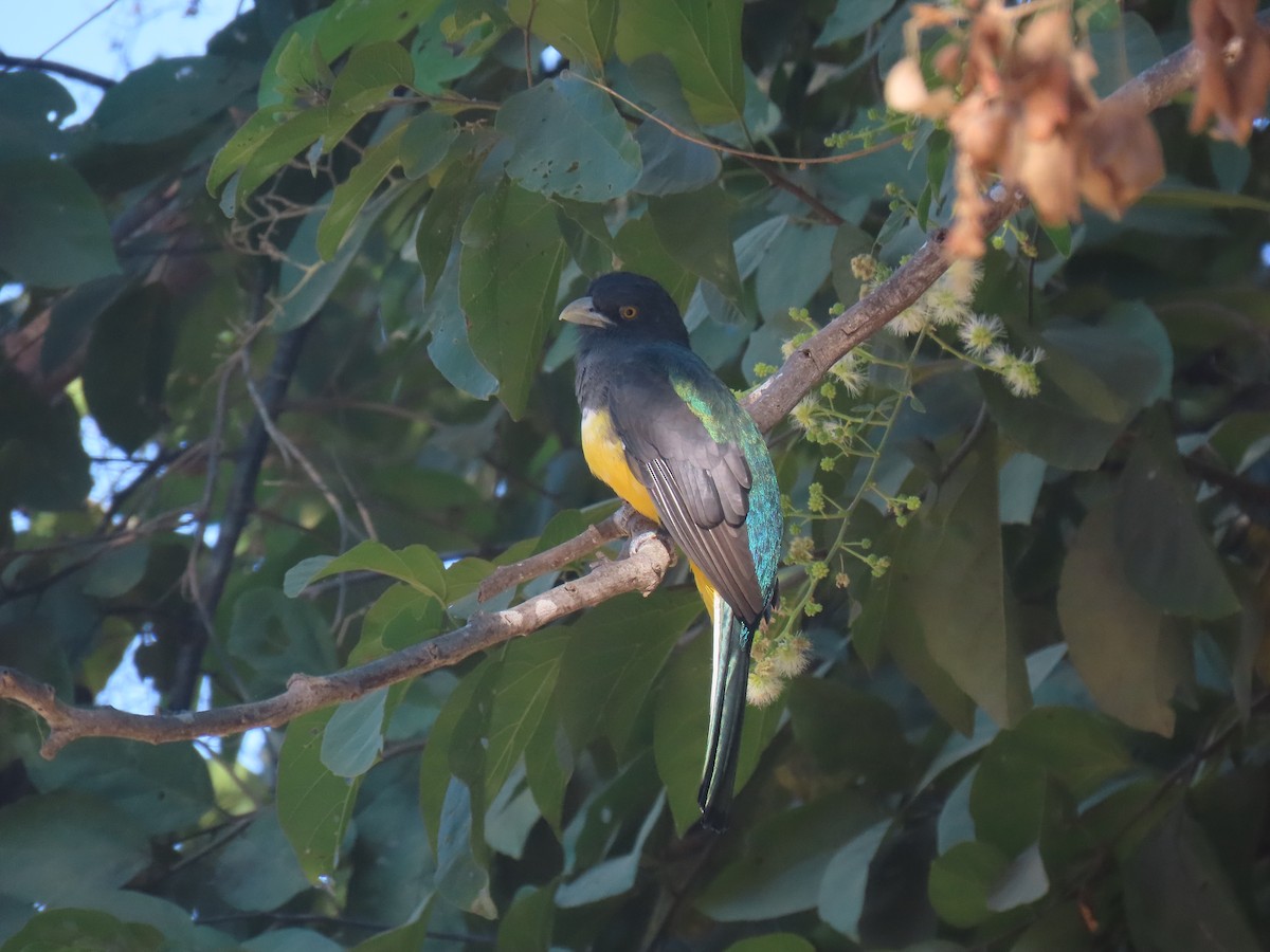 Trogón Citrino - ML627153380