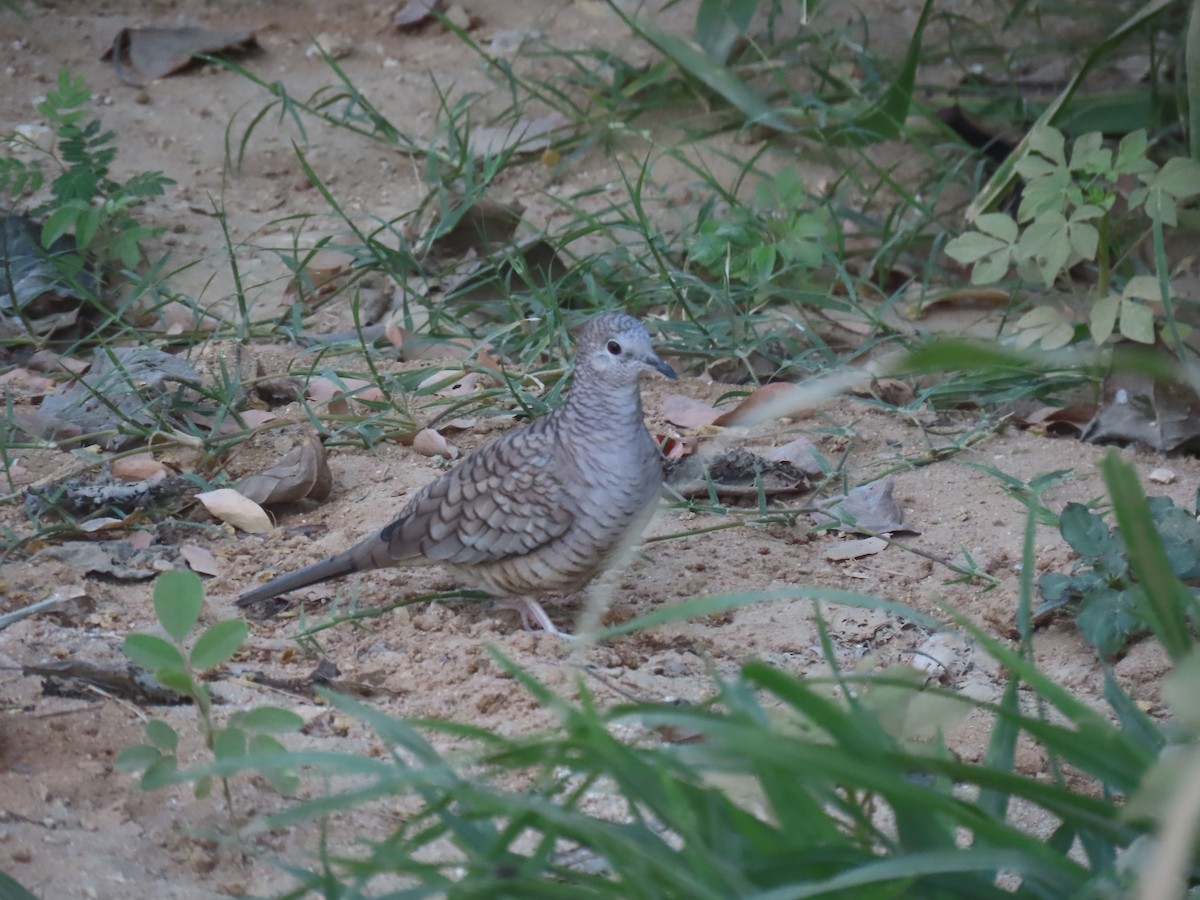 Tortolita Mexicana - ML627153384