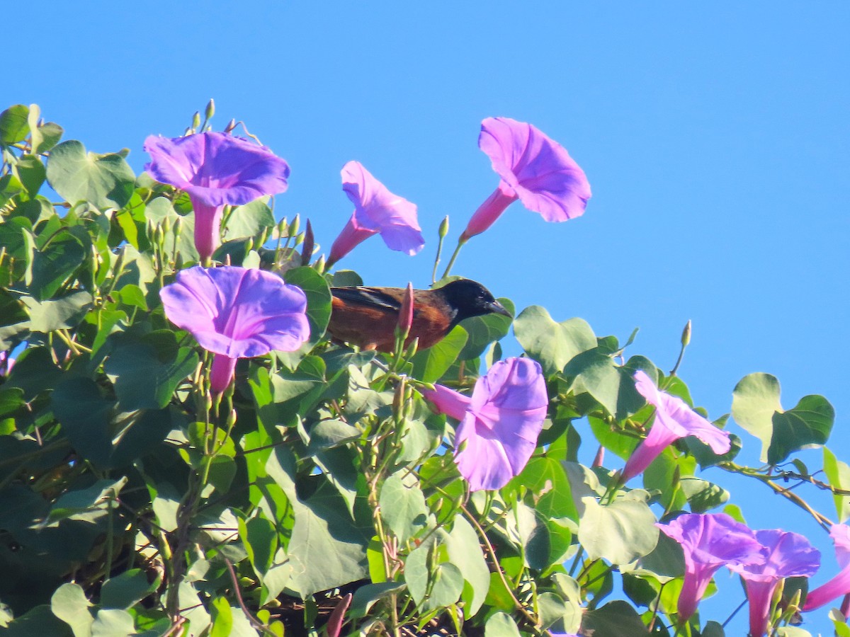 Turpial Castaño - ML627153393