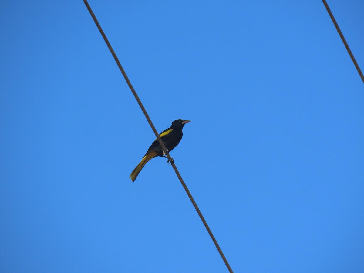 Cacique Mexicano - ML627153454