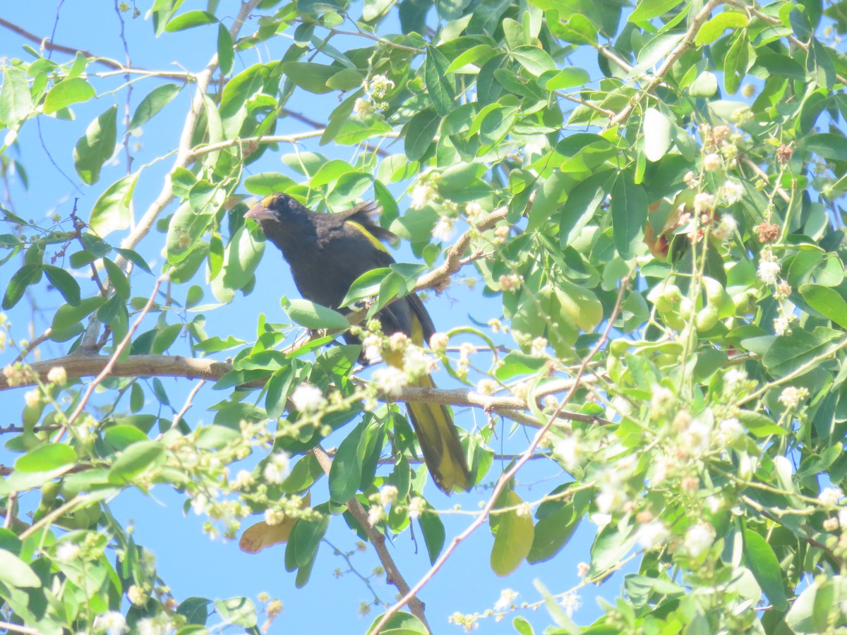 Cacique Mexicano - ML627153455