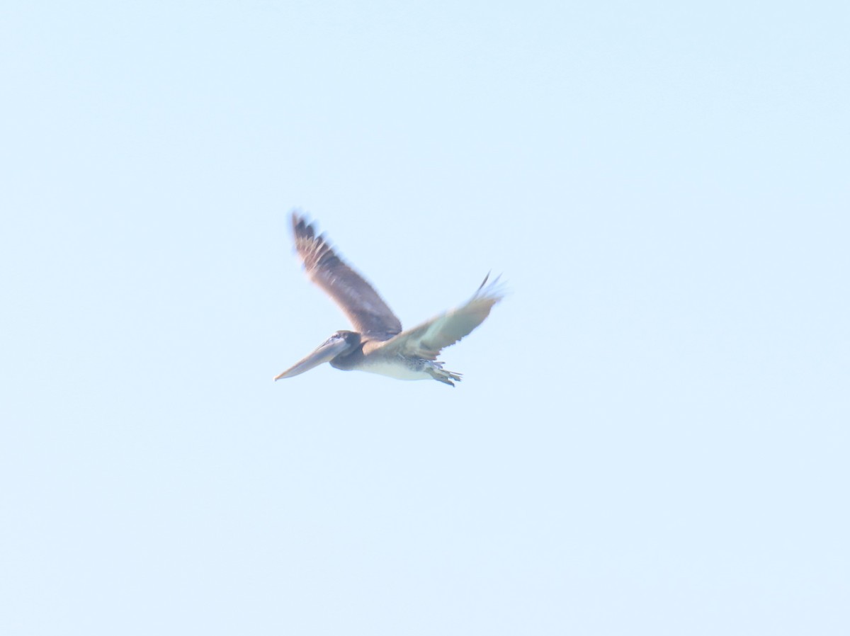 Pelícano Pardo - ML627153534