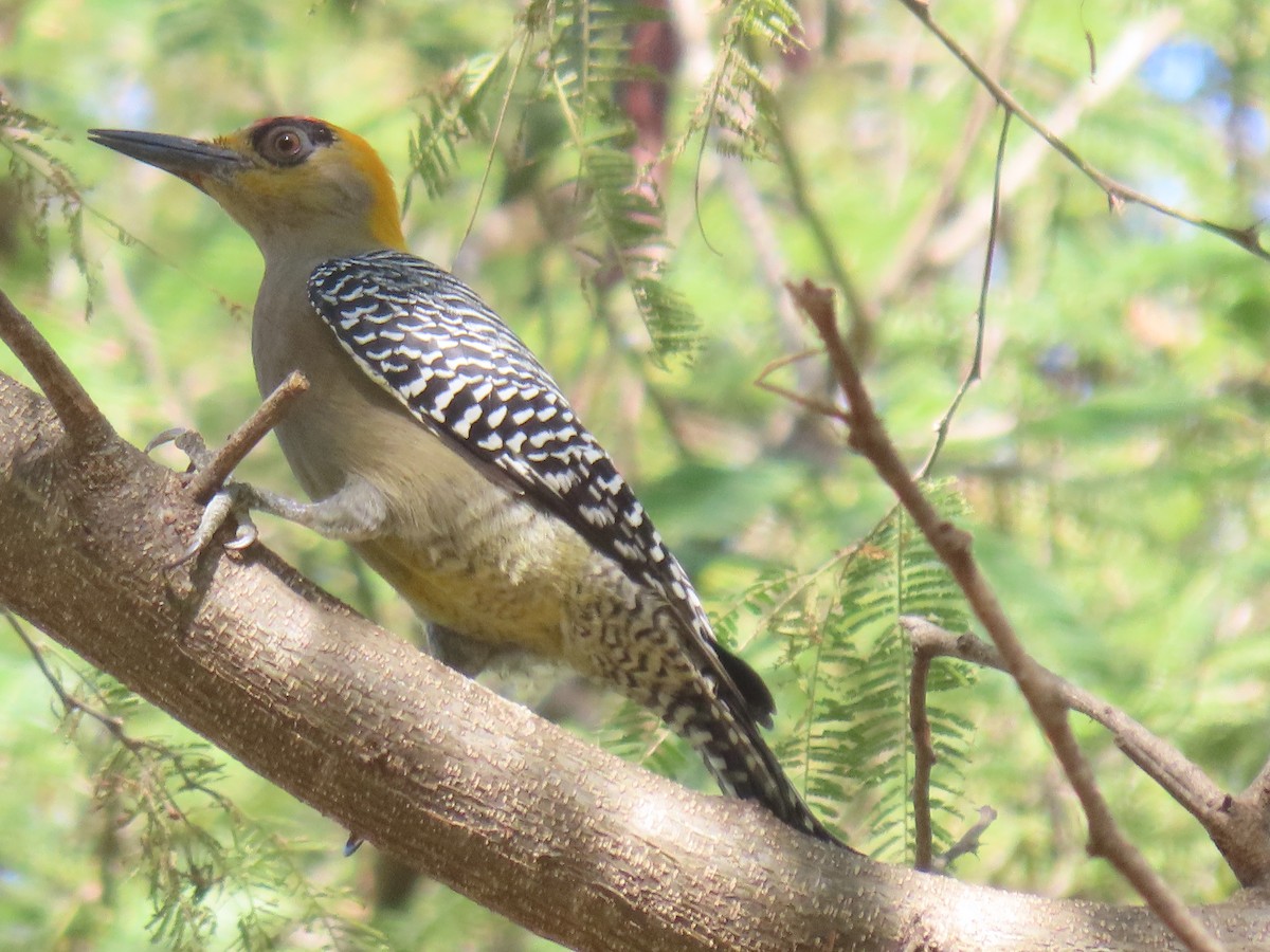 Carpintero Cariamarillo - ML627153539