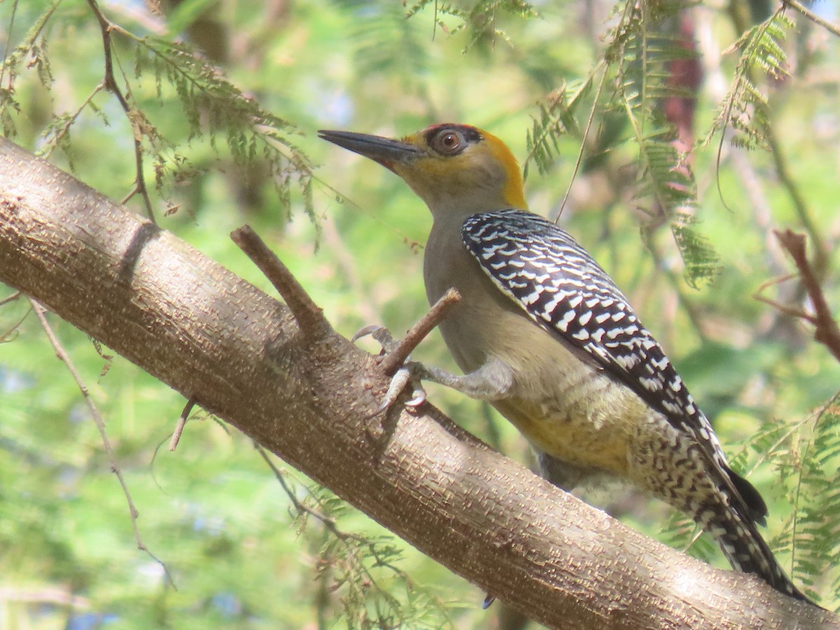 Carpintero Cariamarillo - ML627153540