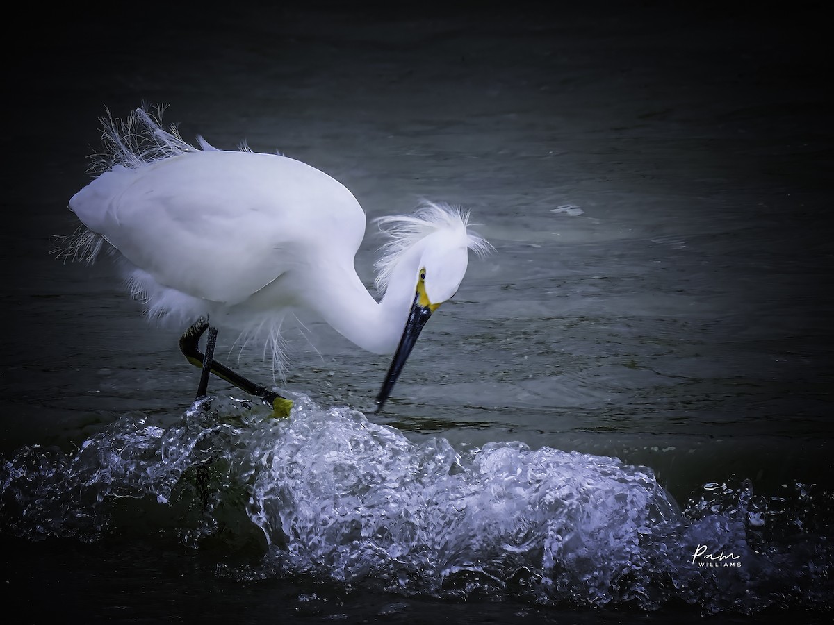 Snowy Egret - ML627153669