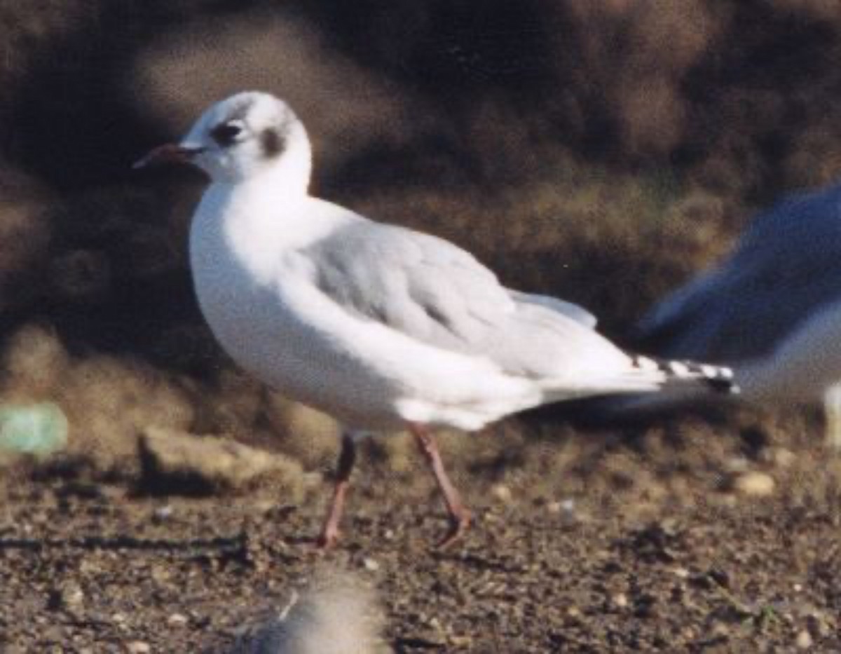 クロカモメ様 確認 雑種 ボナパルトカモメ x アメリカズグロカモメ - eBird