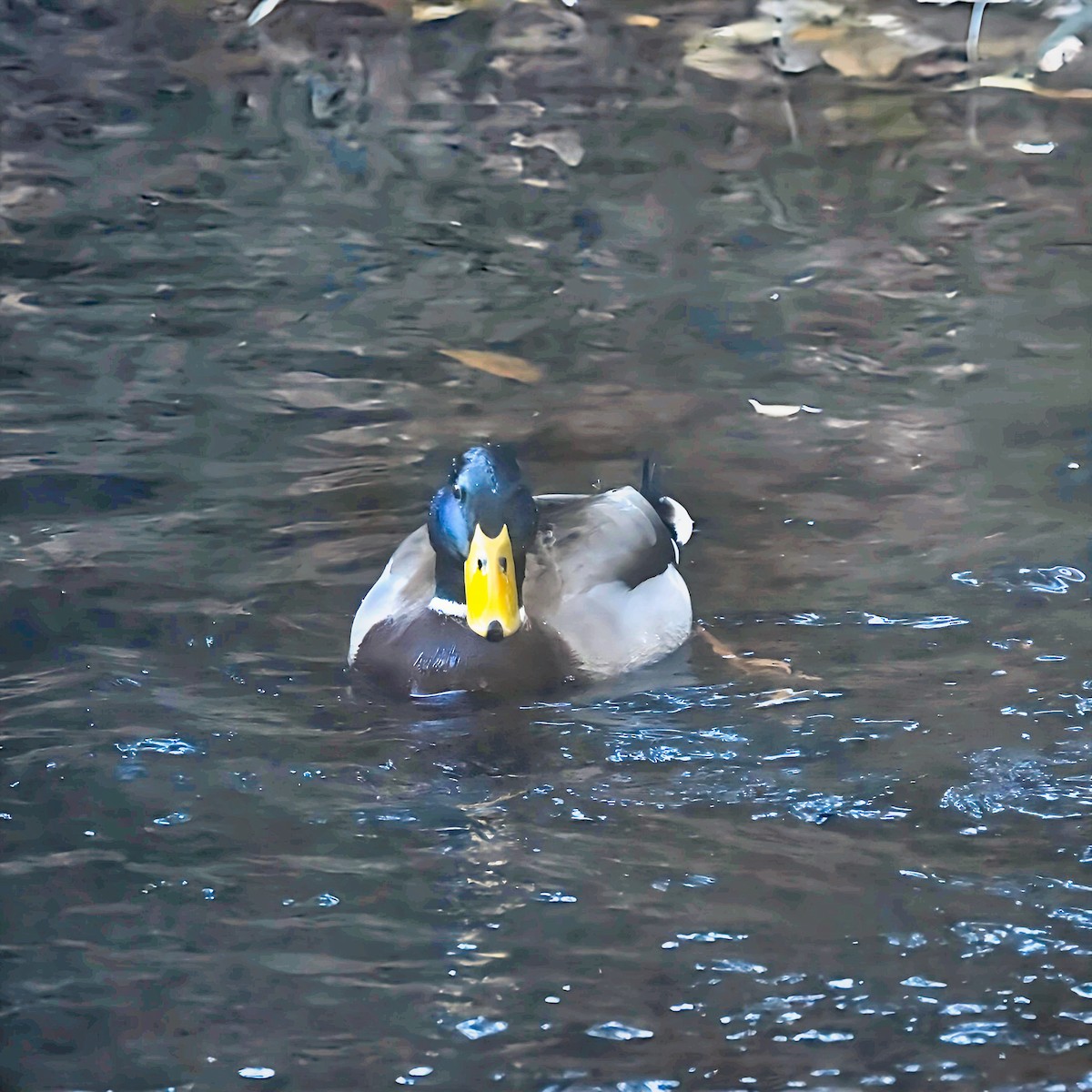 Mallard - ML627154105