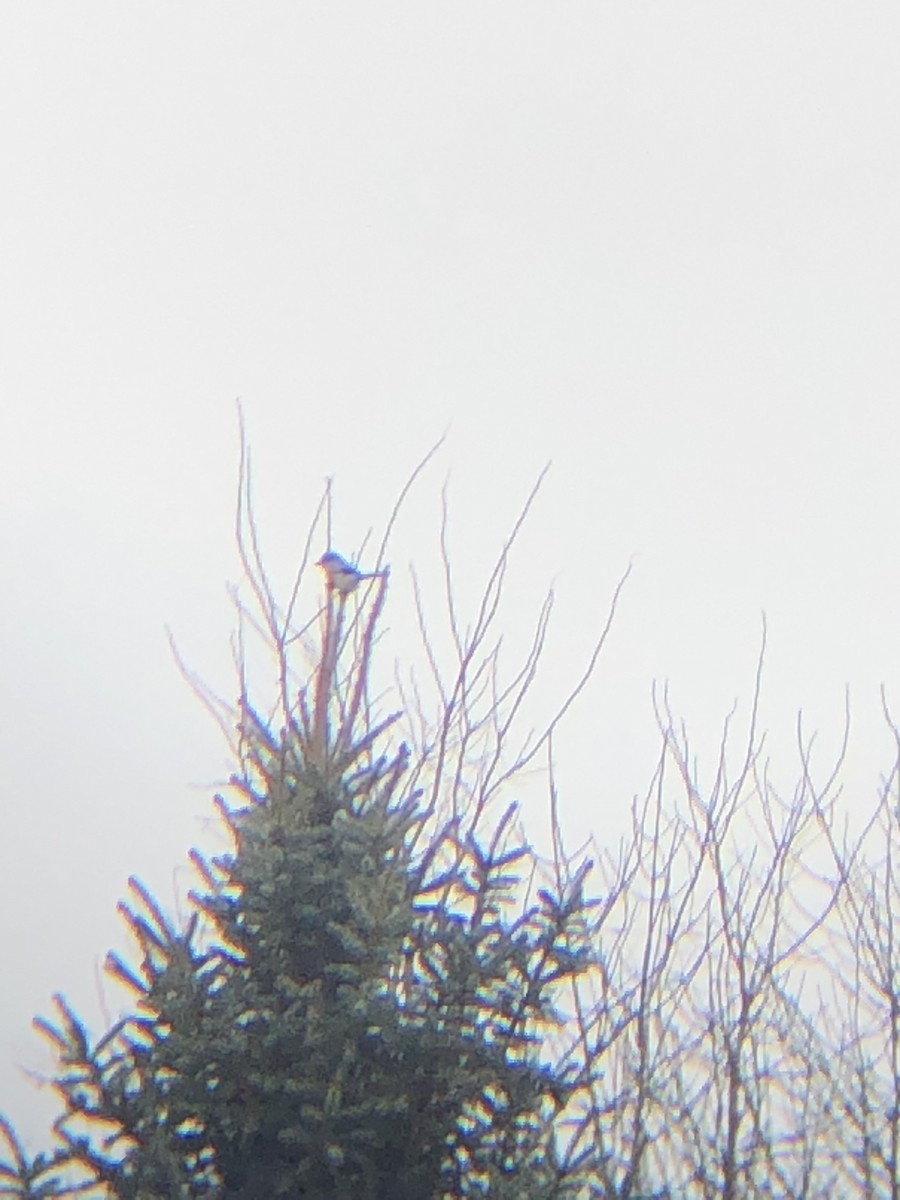 Northern Shrike - ML627154287