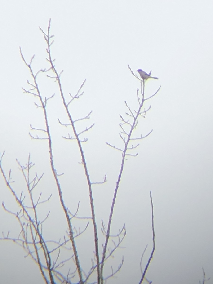 Northern Shrike - ML627154288
