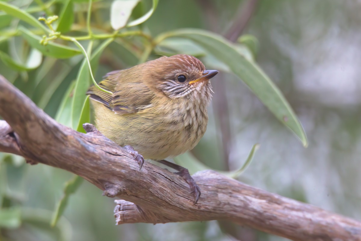 Striated Thornbill - ML627154379