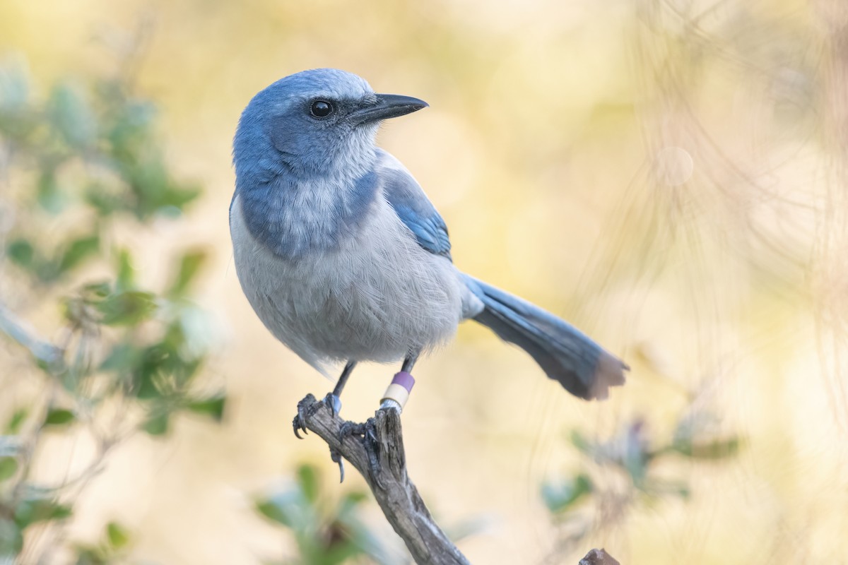 Florida Scrub-Jay - ML627154783