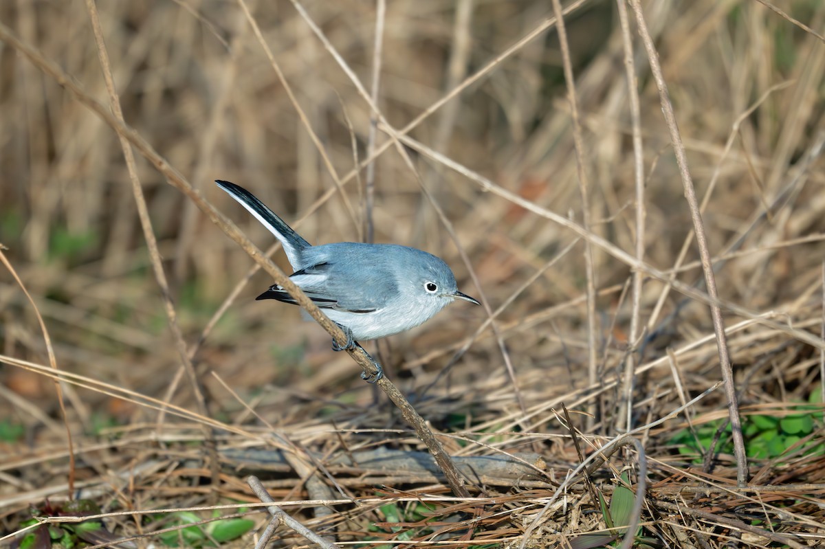 Blue-gray Gnatcatcher - ML627154934