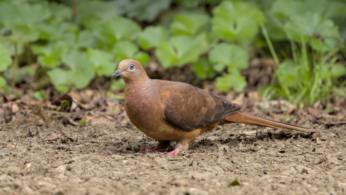 Brown Cuckoo-Dove - ML627155111