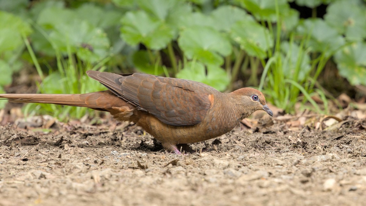 Brown Cuckoo-Dove - ML627155112