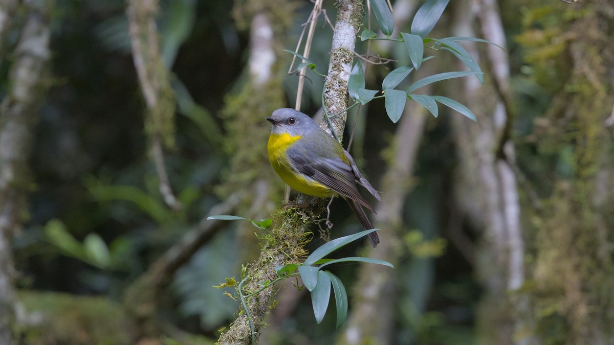 Eastern Yellow Robin - ML627155142