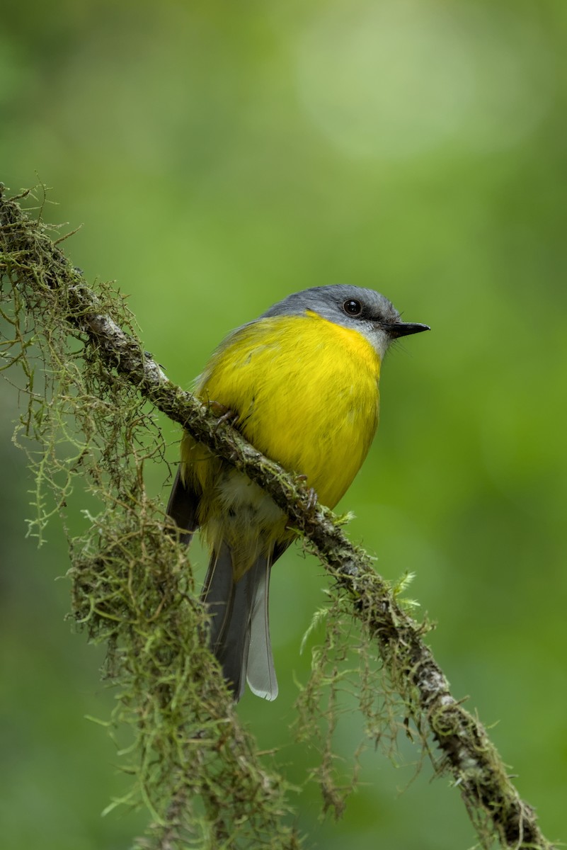 Eastern Yellow Robin - ML627155143